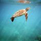 SeaTurtles SeaTurtles